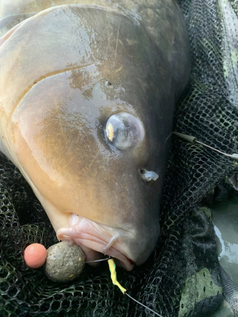 7h de peche, 15 touches sur un bief difficile ou en temps no...